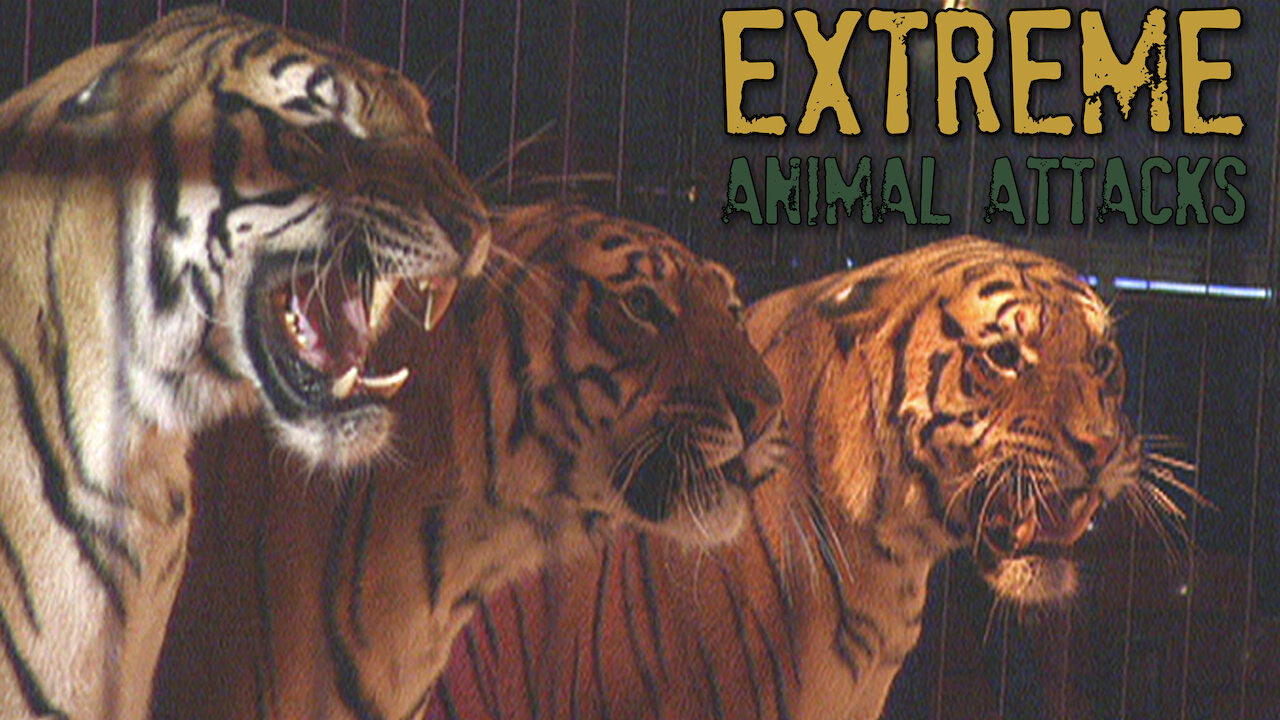 Is 'Extreme Animal Attacks' on Netflix? Where to Watch the Documentary - New On Netflix USA Is 'Extreme Animal Attacks' on Netflix? Where to Watch the Documentary - New On Netflix USA