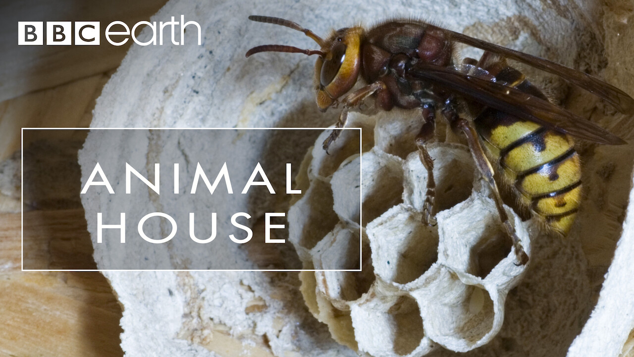 Is 'Animal House' on Netflix? Where to Watch the Documentary New On