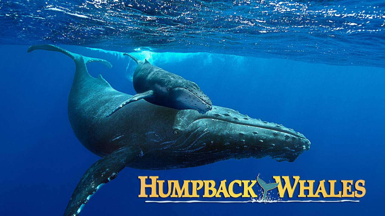 Is 'Humpback Whales' on Netflix? Where to Watch the Documentary - New