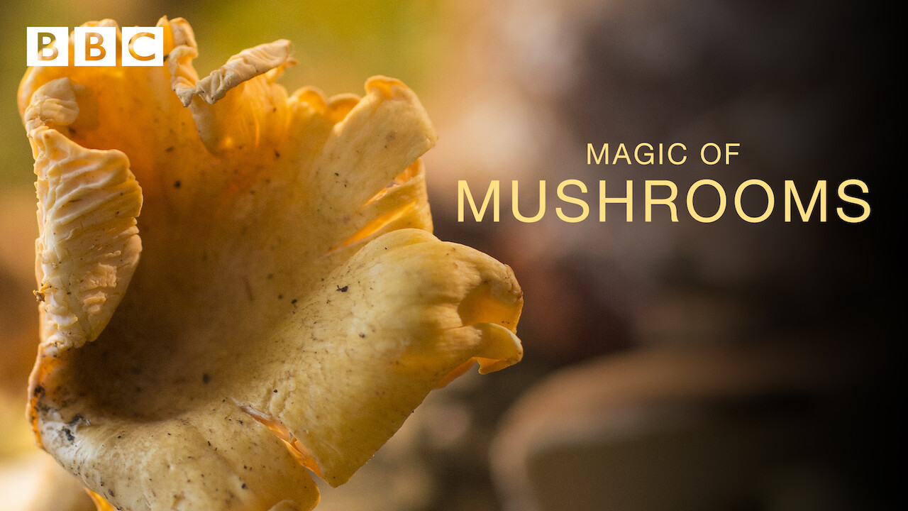 mushroom documentary netflix DrBeckmann