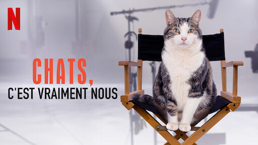 Les Animaux De La Grande Guerre Netflix Les Animaux De La Grande Guerre Netflix